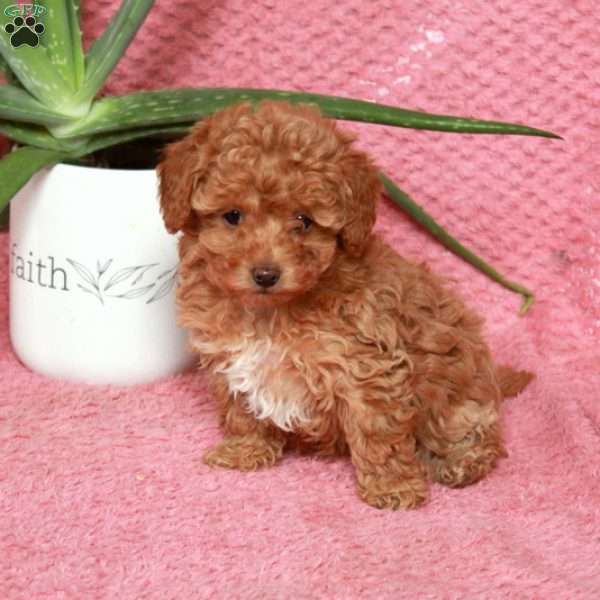 Rosie, Maltipoo Puppy