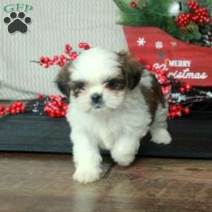 Rosie, Shih Tzu Puppy