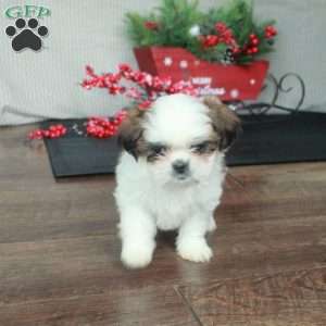 Rosie, Shih Tzu Puppy