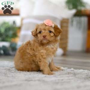 Rosie, Mini Bernedoodle Puppy