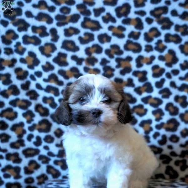 Rosie, Teddy Bear Puppy