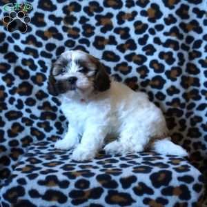 Rosie, Teddy Bear Puppy