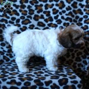 Rosie, Teddy Bear Puppy