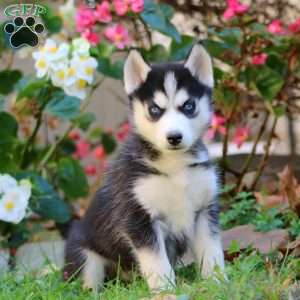 Ross, Siberian Husky Puppy