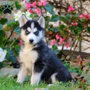 Ross, Siberian Husky Puppy