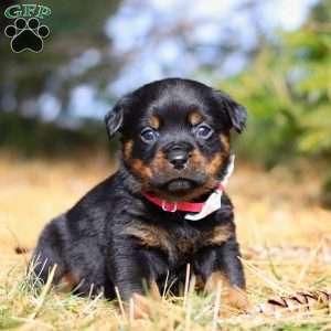 Roxie, Rottweiler Puppy