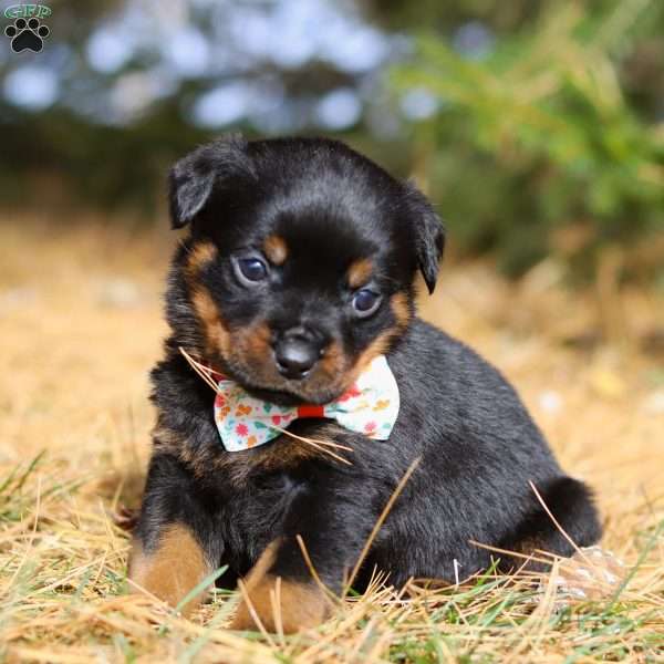 Roxie, Rottweiler Puppy