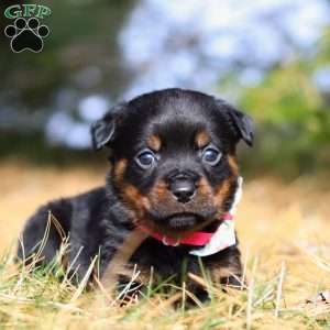 Roxie, Rottweiler Puppy