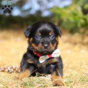 Roxie, Rottweiler Puppy