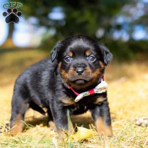 Roxie, Rottweiler Puppy