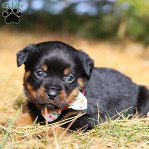 Roxie, Rottweiler Puppy