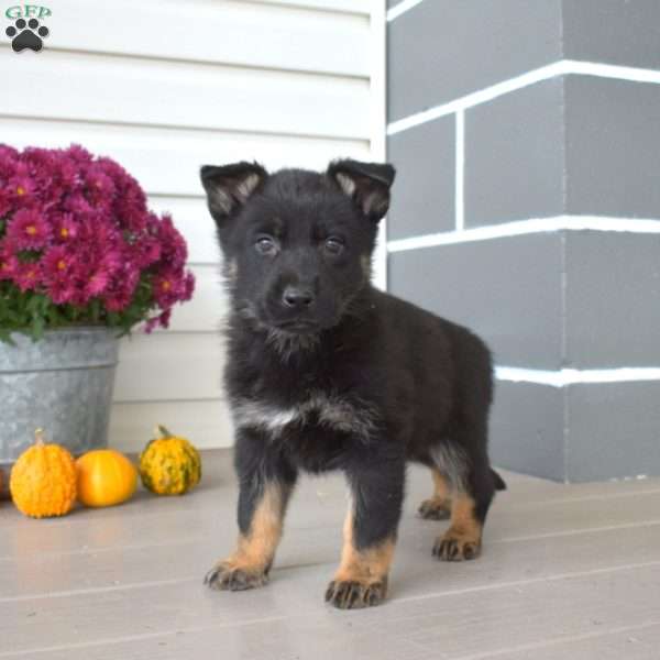 Roxy, German Shepherd Puppy