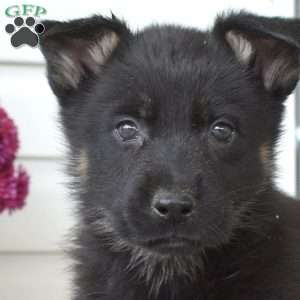 Roxy, German Shepherd Puppy