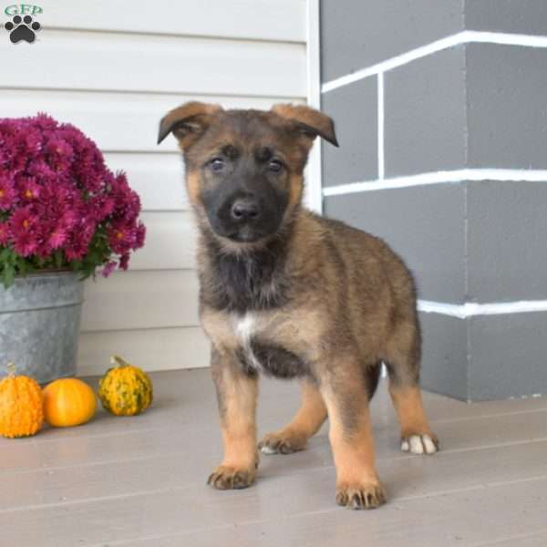 Ruby, German Shepherd Puppy