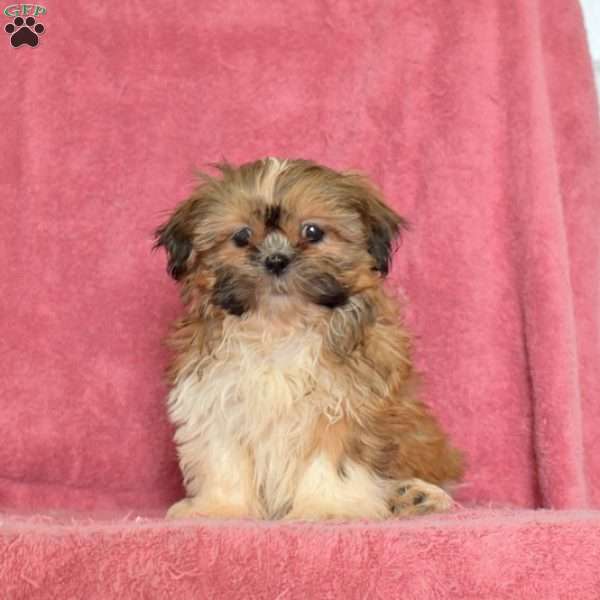 Ruby, Shih Tzu Puppy