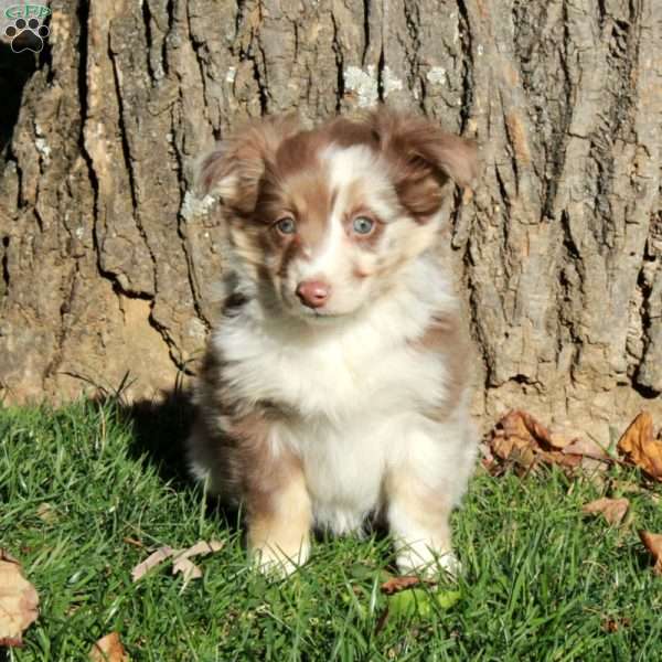 Ruby, Australian Shepherd Puppy