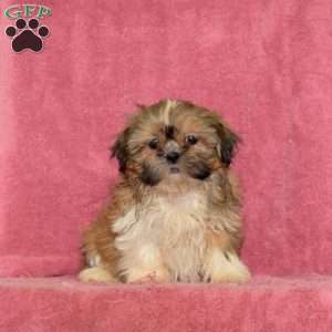 Ruby, Shih Tzu Puppy