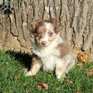 Ruby, Australian Shepherd Puppy