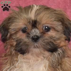 Ruby, Shih Tzu Puppy