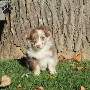 Ruby, Australian Shepherd Puppy