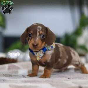 Rudolph, Dachshund Puppy