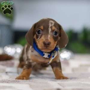 Rudolph, Dachshund Puppy