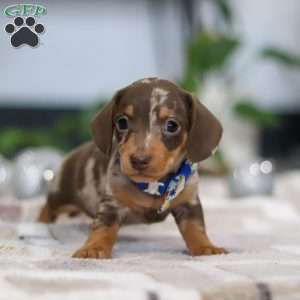 Rudolph, Dachshund Puppy