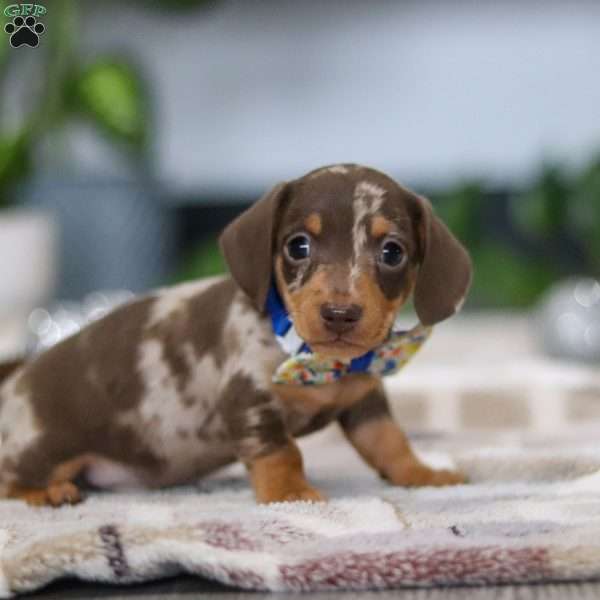 Rudolph, Dachshund Puppy