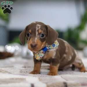 Rudolph, Dachshund Puppy