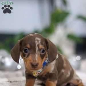 Rudolph, Dachshund Puppy