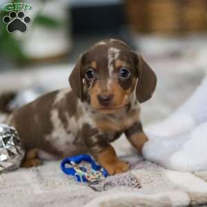 Rudolph, Dachshund Puppy