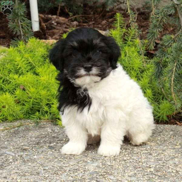 Rudolph, Havapoo Puppy