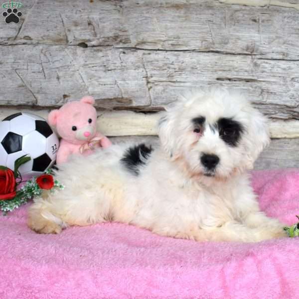 Rudolph, Portuguese Water Dog Puppy