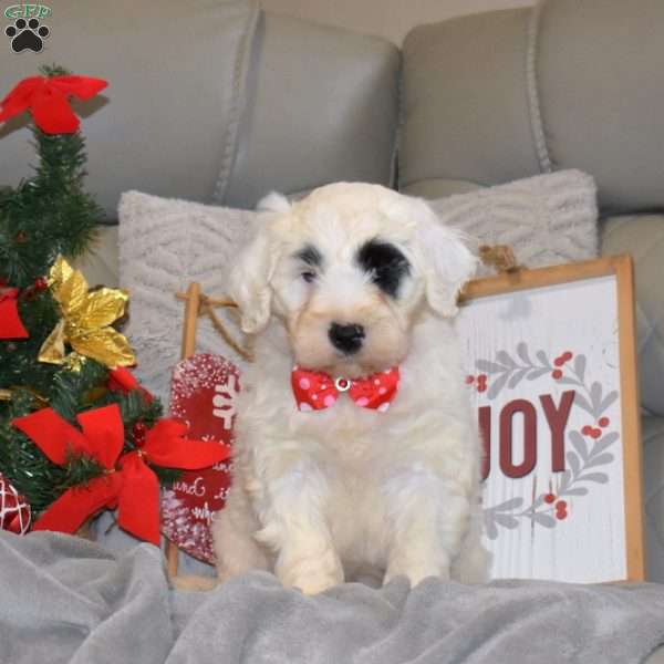 Rudolph, Portuguese Water Dog Puppy