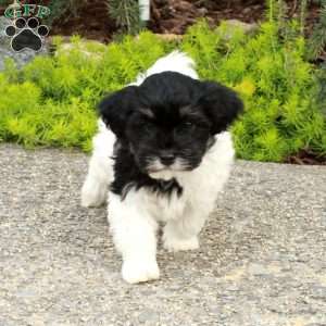 Rudolph, Havapoo Puppy