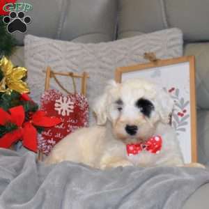 Rudolph, Portuguese Water Dog Puppy