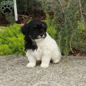 Rudolph, Havapoo Puppy