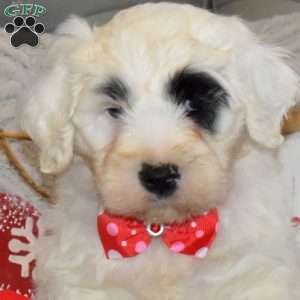 Rudolph, Portuguese Water Dog Puppy