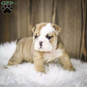 Rudolph, English Bulldog Puppy