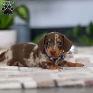 Rudolph, Dachshund Puppy