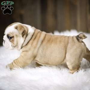 Rudolph, English Bulldog Puppy