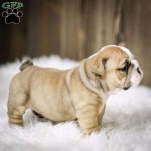 Rudolph, English Bulldog Puppy