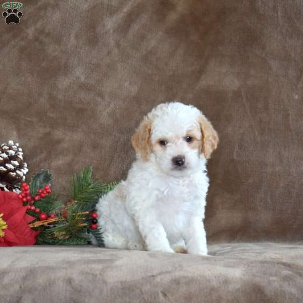 Reuben, Miniature Poodle Puppy