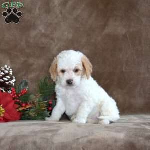 Reuben, Miniature Poodle Puppy