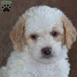 Reuben, Miniature Poodle Puppy