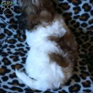 Rupert, Teddy Bear Puppy