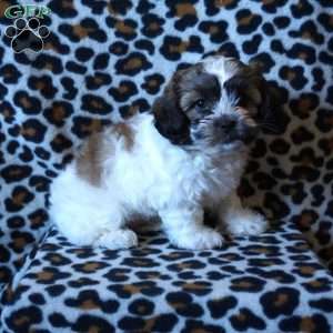 Rupert, Teddy Bear Puppy