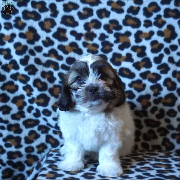 Rupert, Teddy Bear Puppy