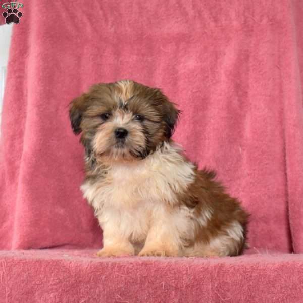 Rusty, Shih Tzu Puppy