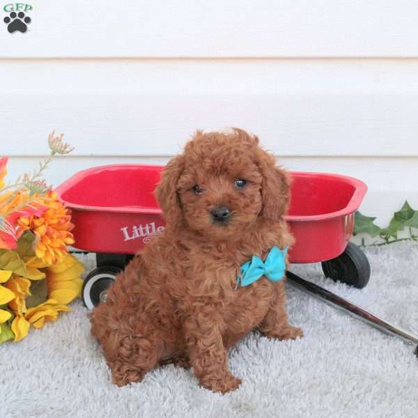 Rusty, Toy Poodle Puppy